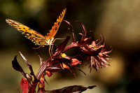 butterfly 037, sub