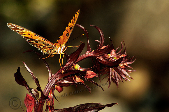 butterfly 037, sub