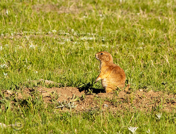 Black-tailed Prairie Dog 233fa