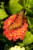 butterfly 030, sub