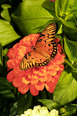 butterfly 030, sub