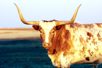 Longhorn 155, FA