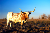 Texas