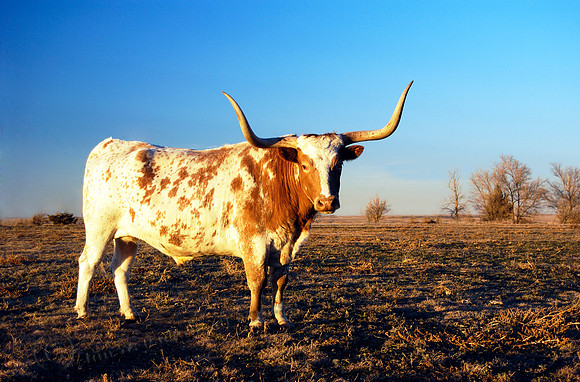Longhorn 202, FA