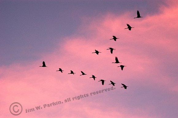 Sandhill Cranes 223, FA