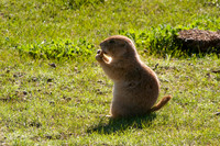 Black-tailed Prairie Dog 706