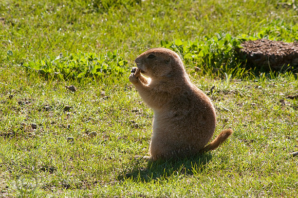Black-tailed Prairie Dog 706
