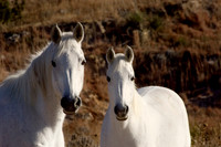 White Horses, FA