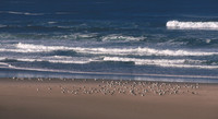 Cannon Beach 7