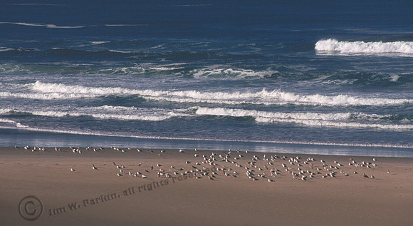 Cannon Beach 7