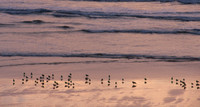 Cannon Beach 10
