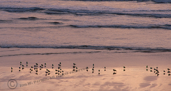 Cannon Beach 10