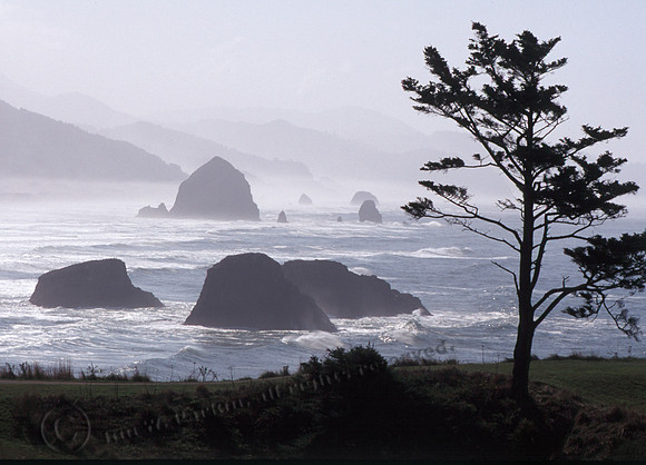 Cannon Beach 30