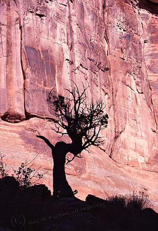 Lone Tree & Canyon Wall, resc, 8
