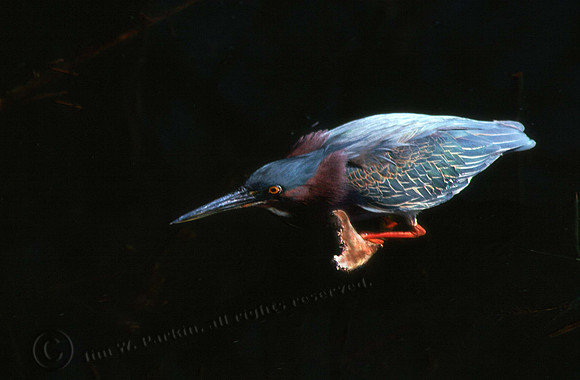 Green Heron 5