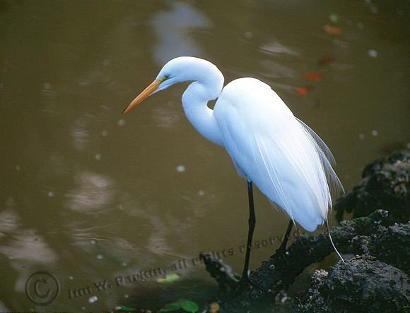 Great Egret 23