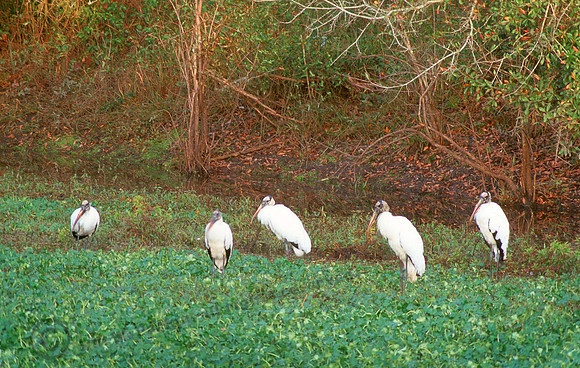 Wood Storks 10 copy