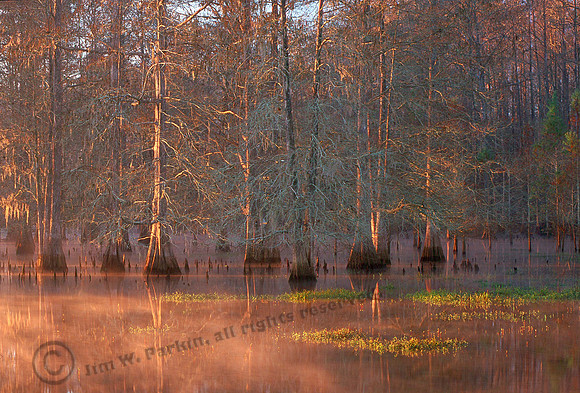 Cypress Sunrise 1