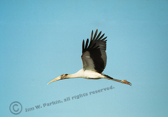 Wood Stork 28, FL10_1
