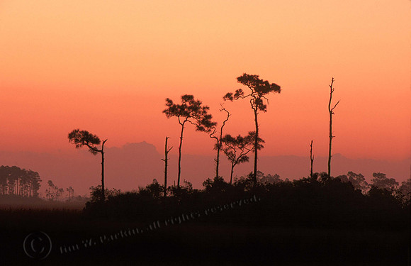 egnp trees 10 copy