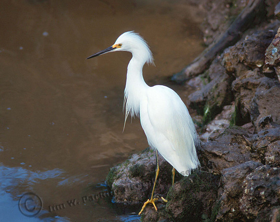 Snowy Egret 11 copy