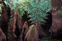 Cypress Knees 10