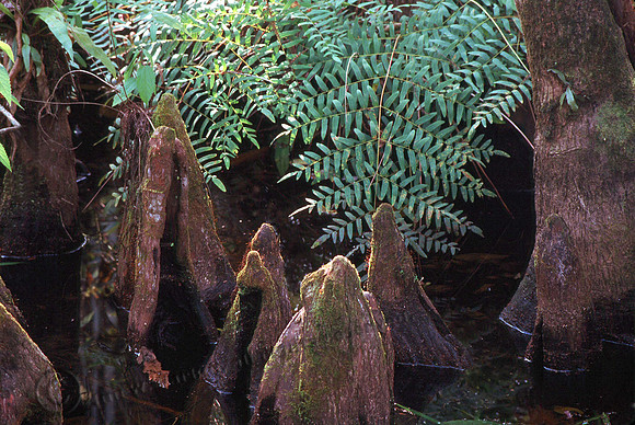 Cypress Knees 10