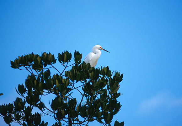 Snowy Egret 8 copy