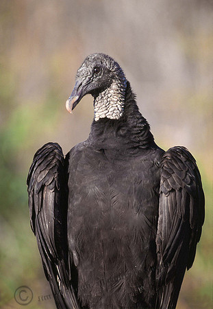 Black Vulture 5