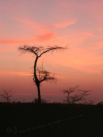 egnp trees 5