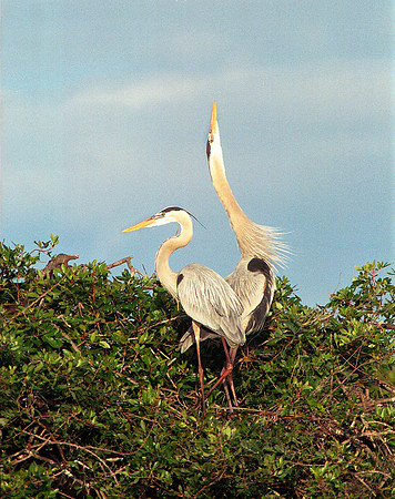 gbh 75,FL17_21