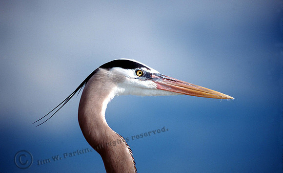 GBH 37