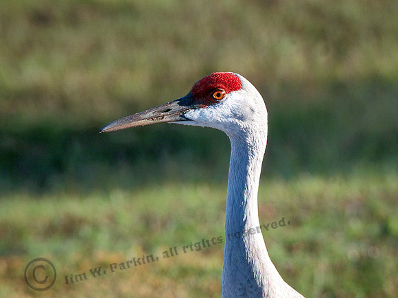 Sandhill Cranes 28