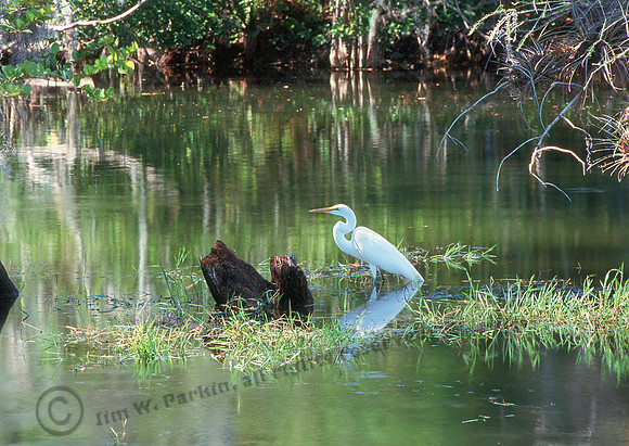 Great Egret 43