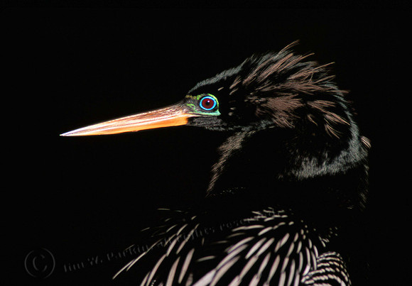 Anahinga 19