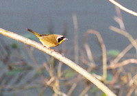 Common Yellowthroat, FL12_9