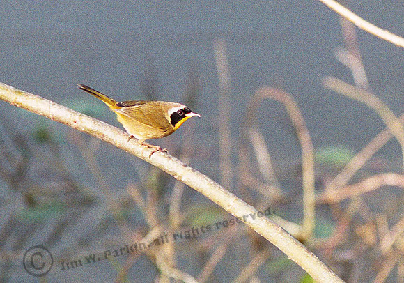 Common Yellowthroat, FL12_9