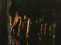 Cypress Knees 5