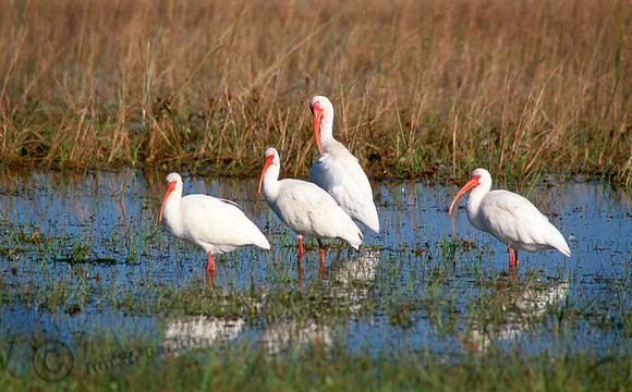 White Ibis 9 copy