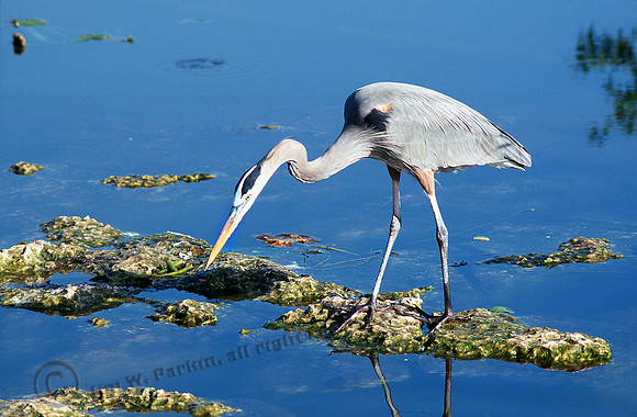GBH 40