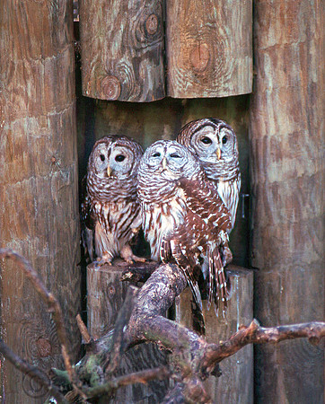 Barred Owls 1