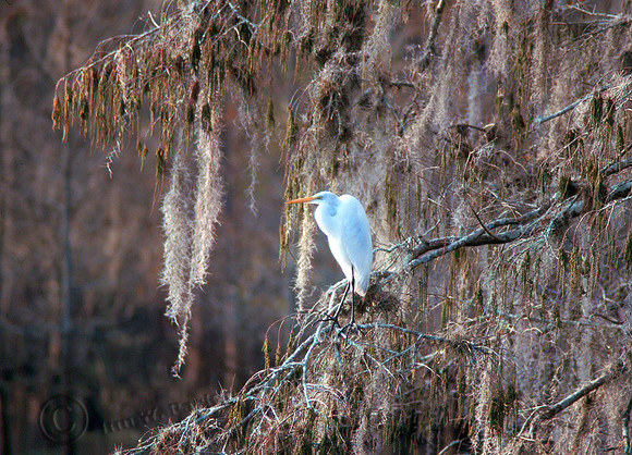 Great Egret 11