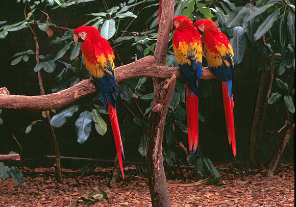 Parrots 1