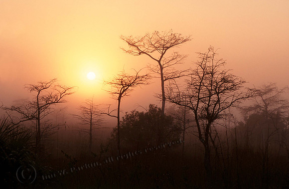 egnp fog 7 copy