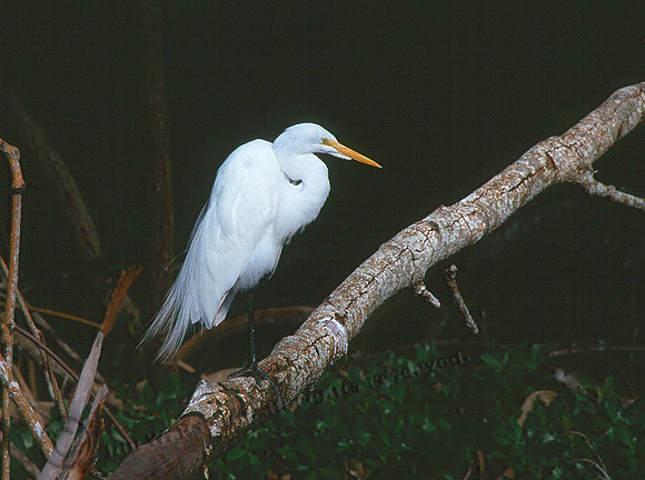 Great Egret 31
