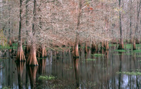 Cypress Turnks 12