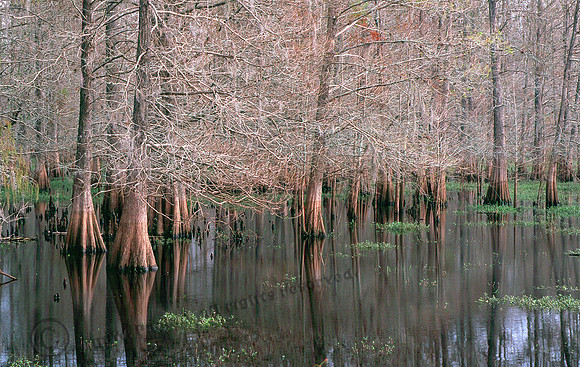 Cypress Turnks 12