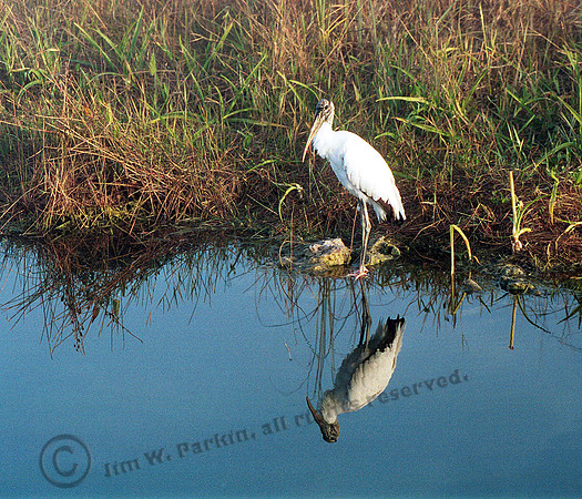 Wood Stork 43,FL19_9