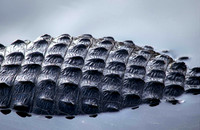 Alligator 20