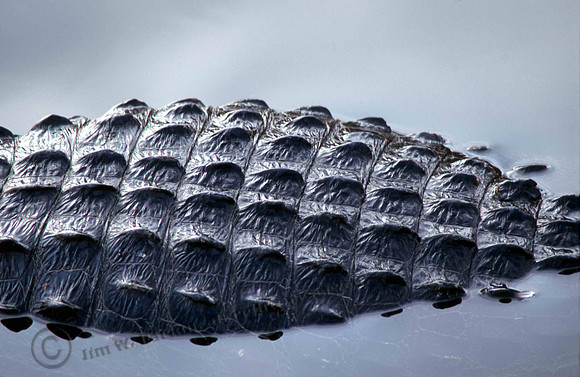 Alligator 20